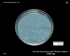 serratia on CLED